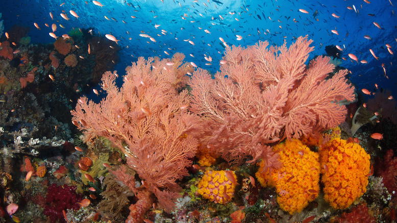 Ocean Protections Drift Behind Those on Land, But Science Can Help ...