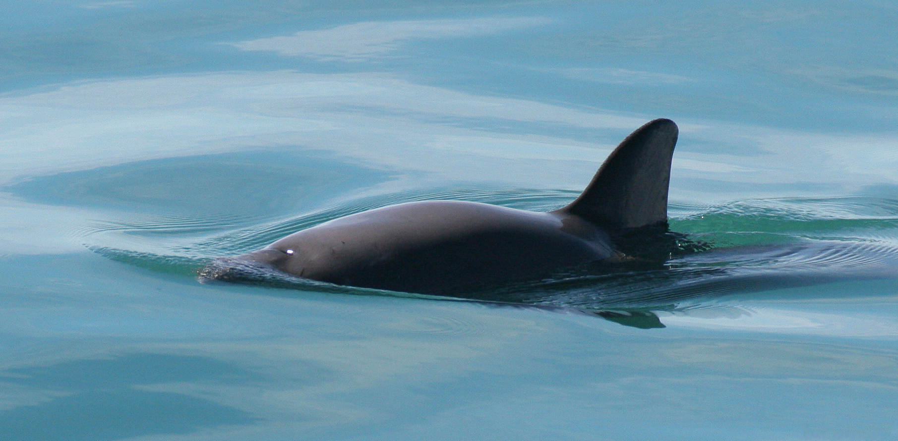 Vaquita Porpoises May Go Extinct in 2022 Underwater360