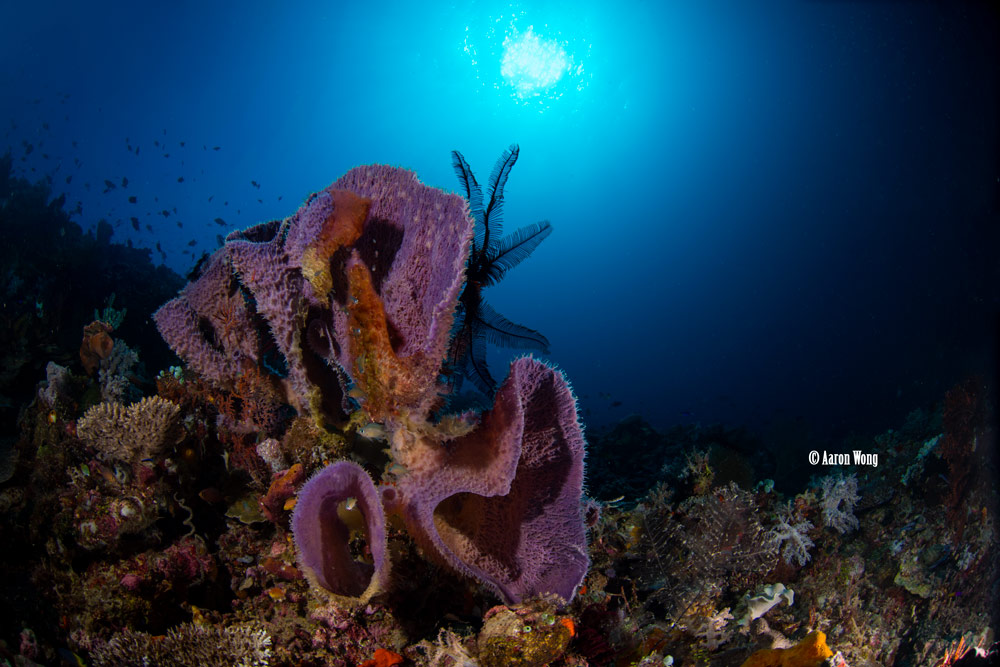 can sea sponges move?