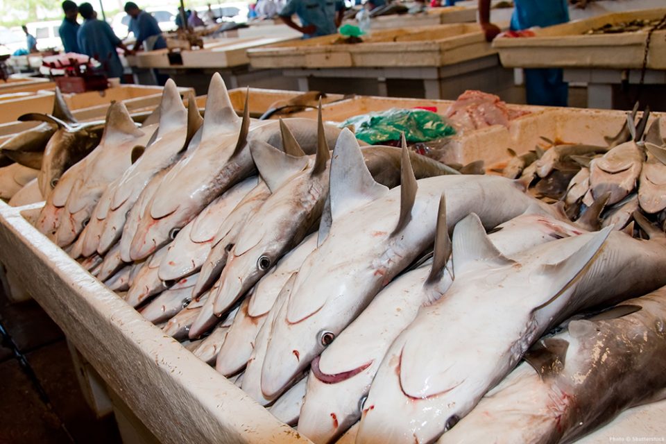 What's up with the Shark Fin Trade? - Underwater360