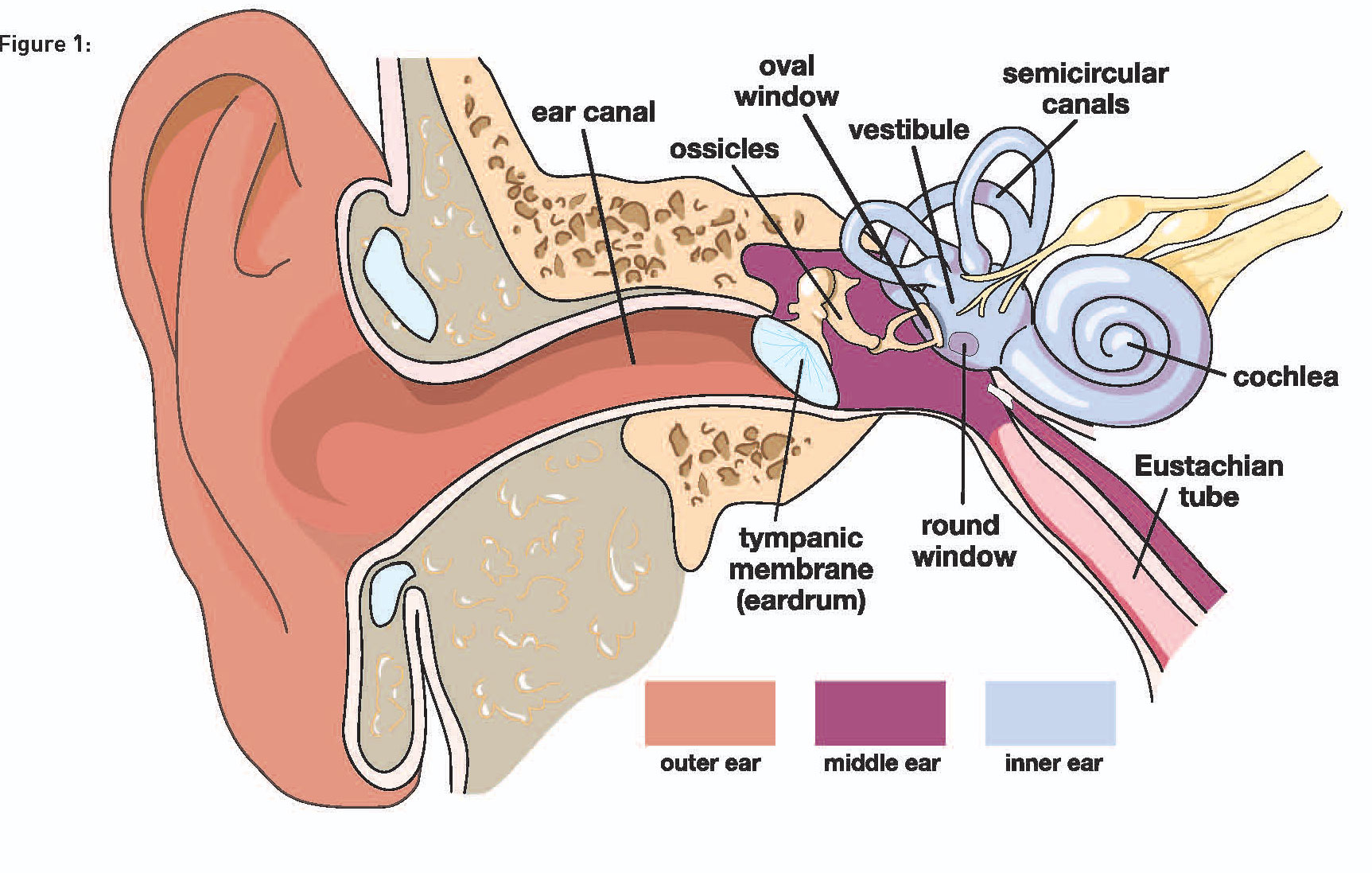 Understanding Alternobaric Vertigo Ear 