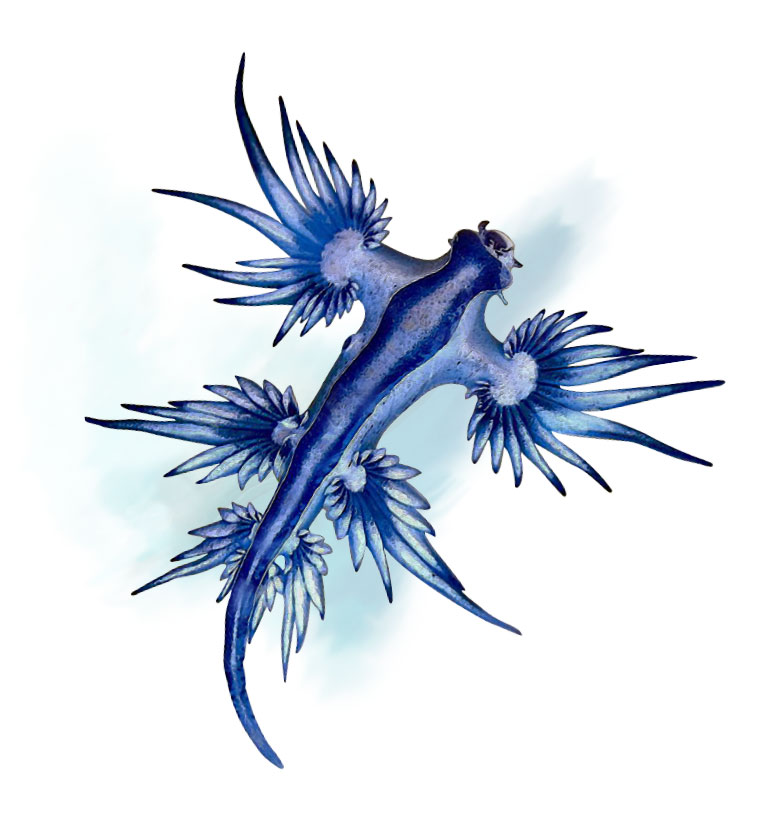 Seven Traits of the Blue Dragon | Underwater360
